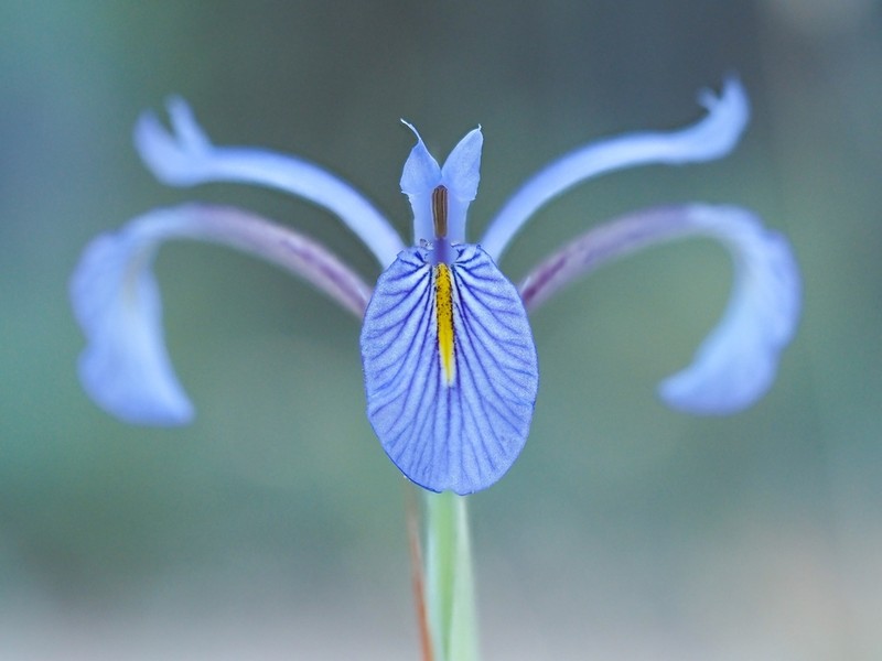 Iris serotina photo 3