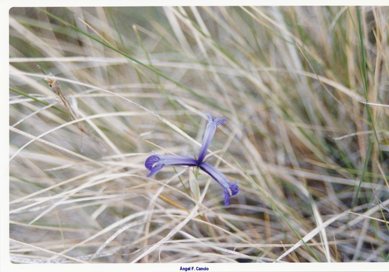 Iris serotina photo 4