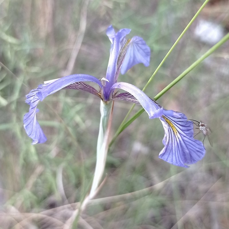 Iris serotina photo 7