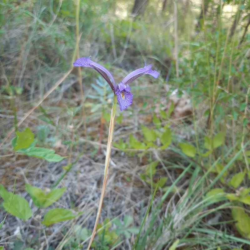 Iris serotina photo 8