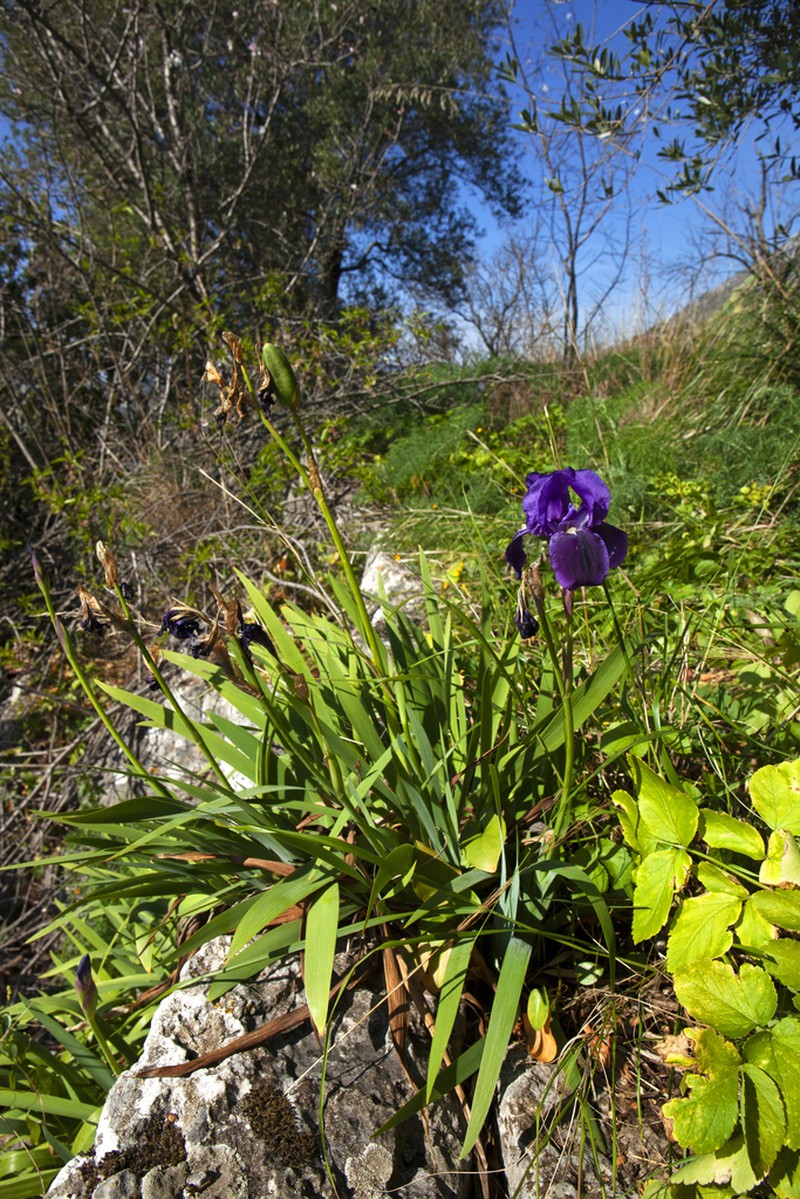 Iris setina photo 2