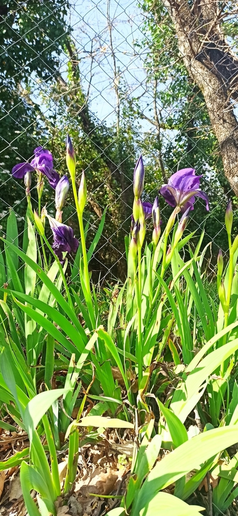 Iris setina photo 4