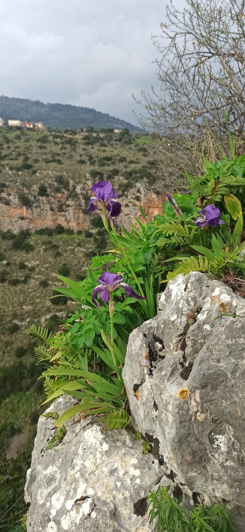 Iris setina photo 5