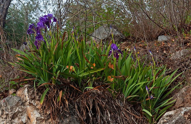 Iris setina photo 7