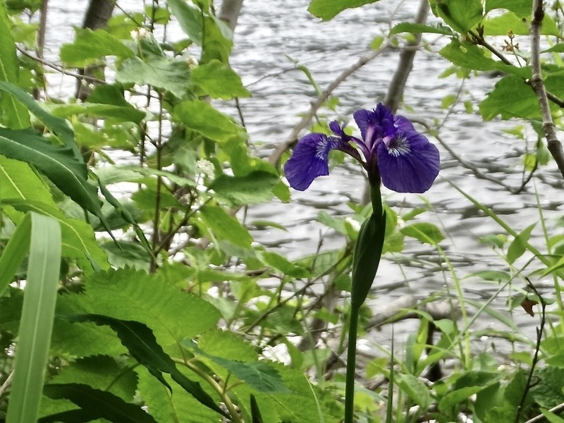 Beachhead Iris