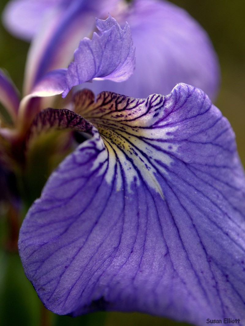 Beachhead Iris photo 2