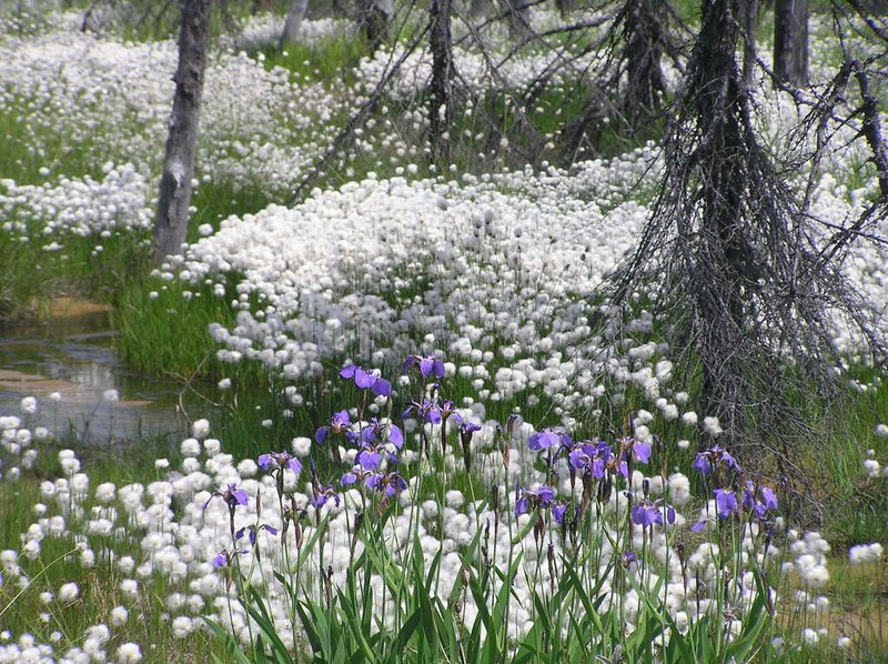 Beachhead Iris photo 3