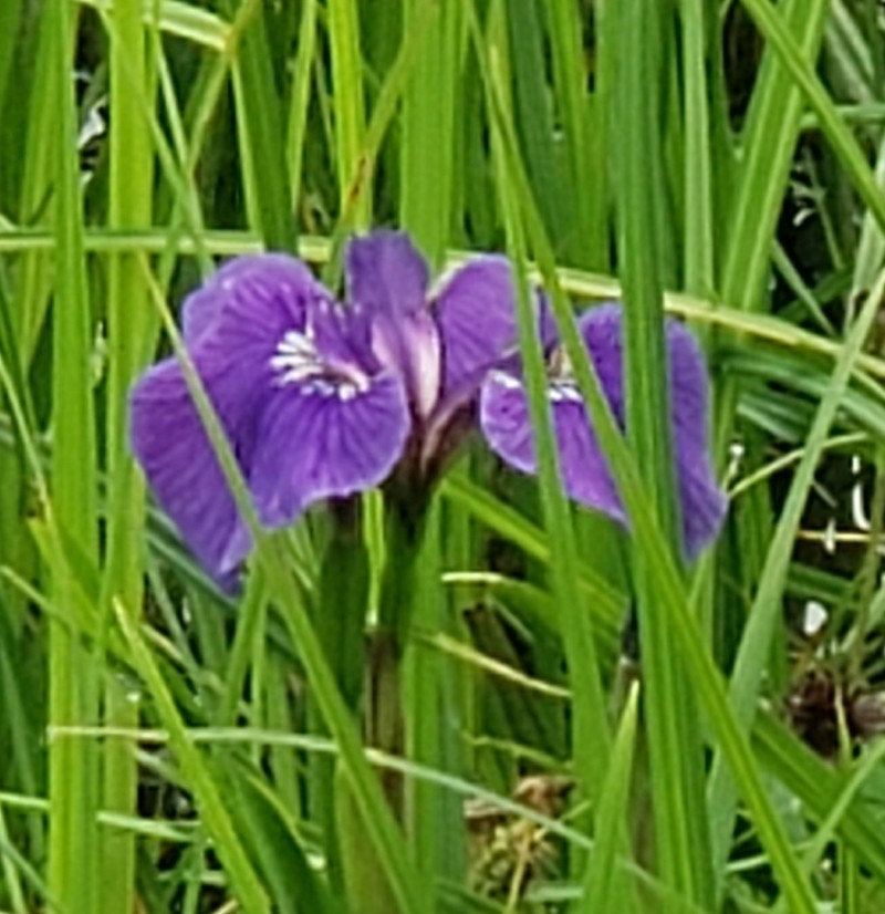 Beachhead Iris photo 4