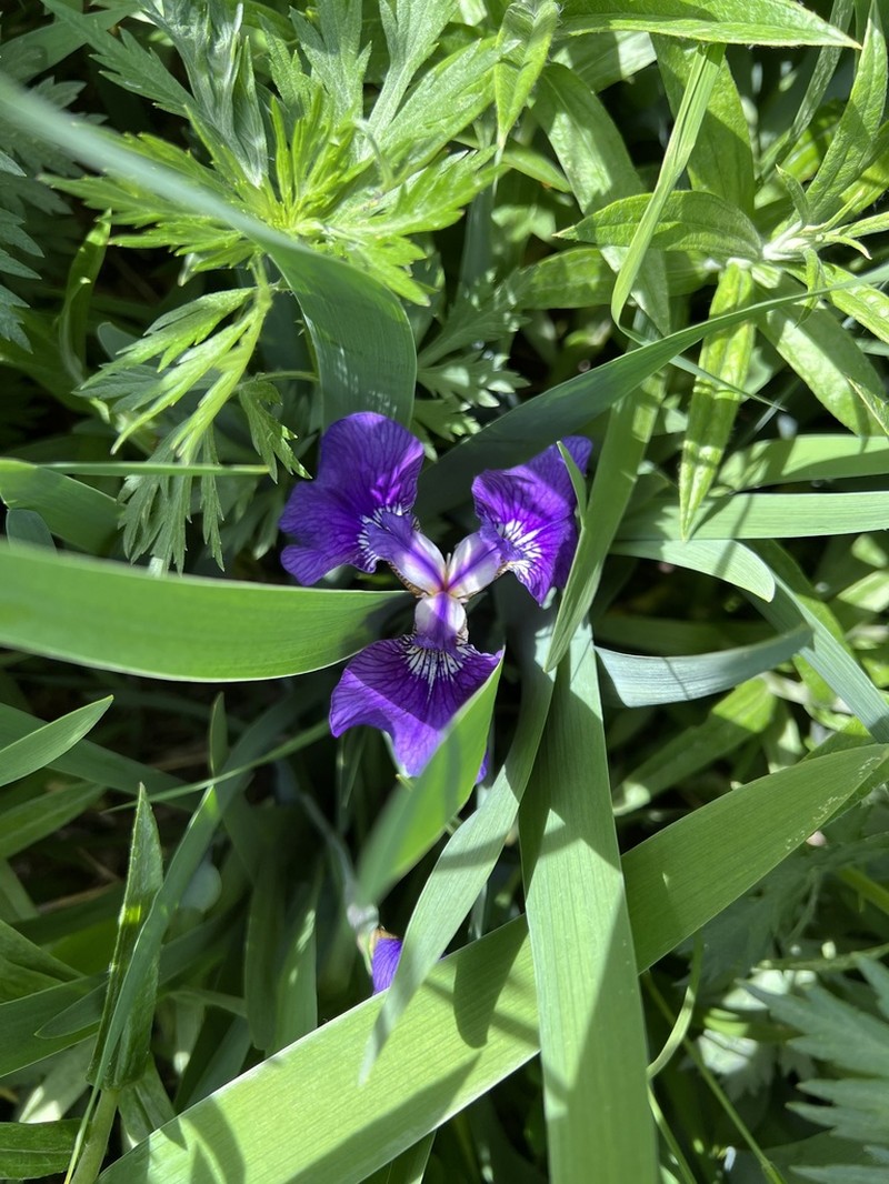 Beachhead Iris photo 5