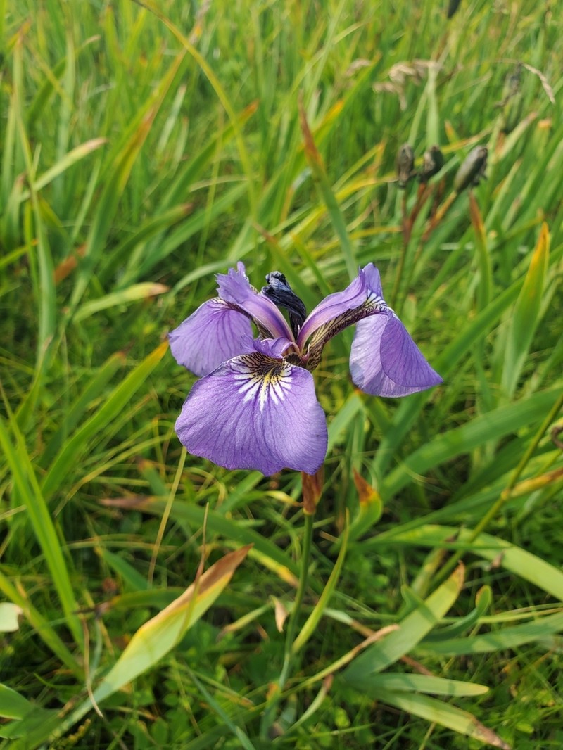 Beachhead Iris photo 6