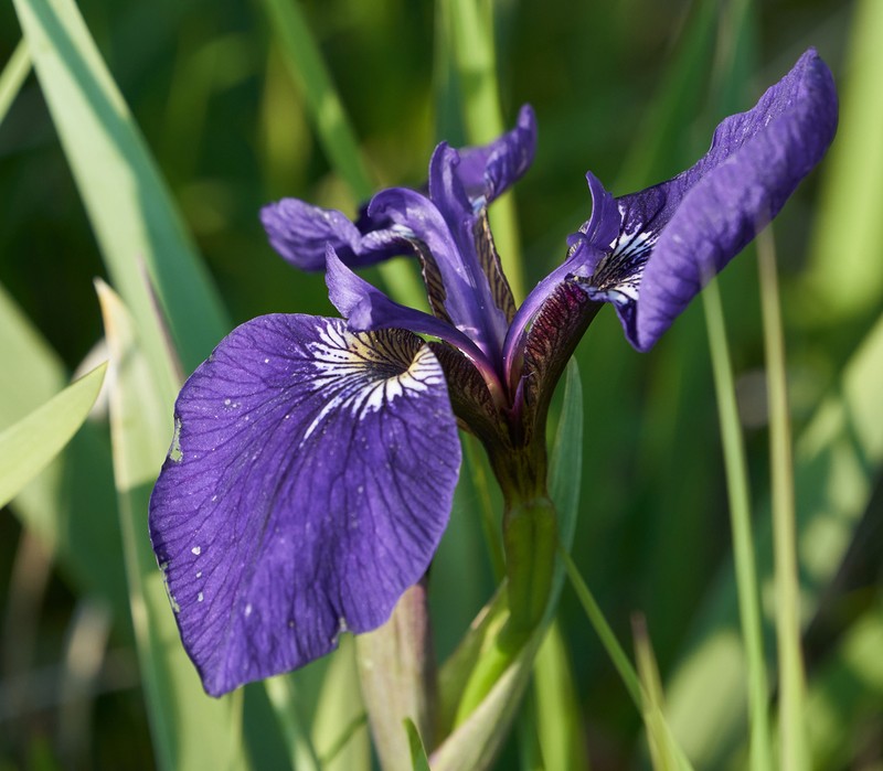 Beachhead Iris photo 8