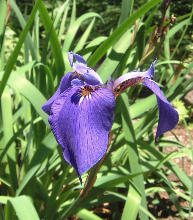 Iris setosa var. hondoensis