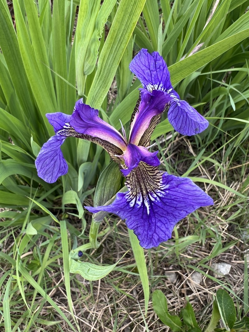 Iris setosa var. setosa