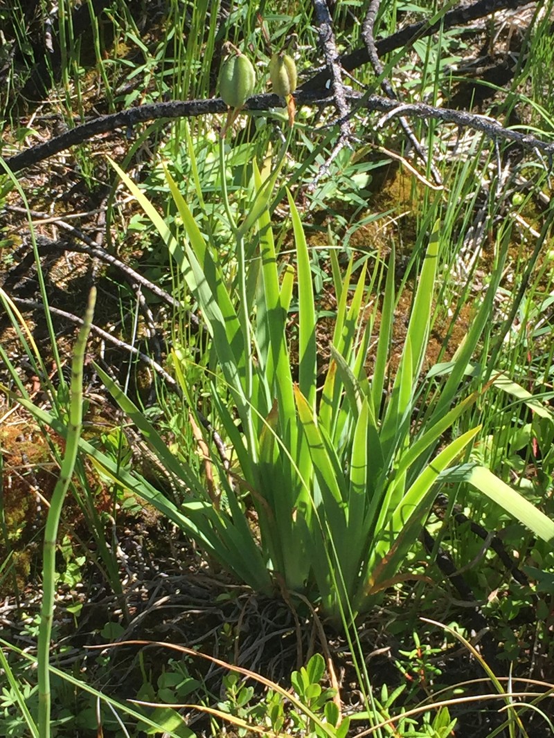 Iris setosa var. setosa photo 5