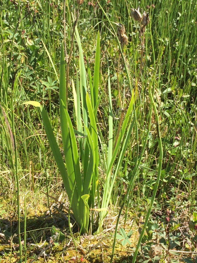 Iris setosa var. setosa photo 8