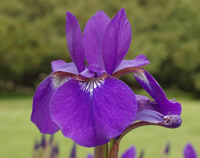 Siberian Iris photo 8