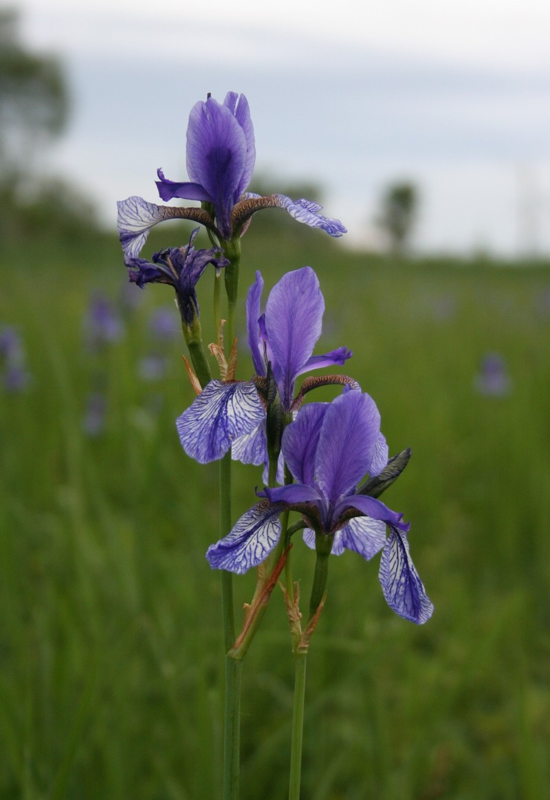 Siberian Iris photo 3