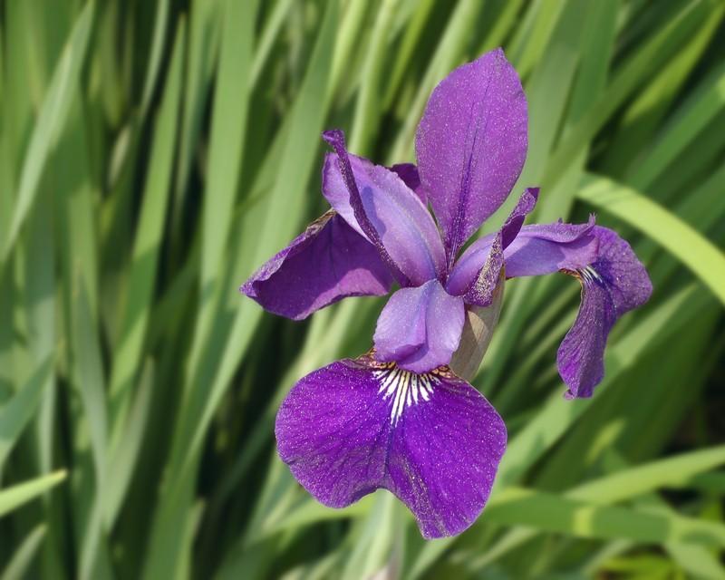 Siberian Iris photo 2