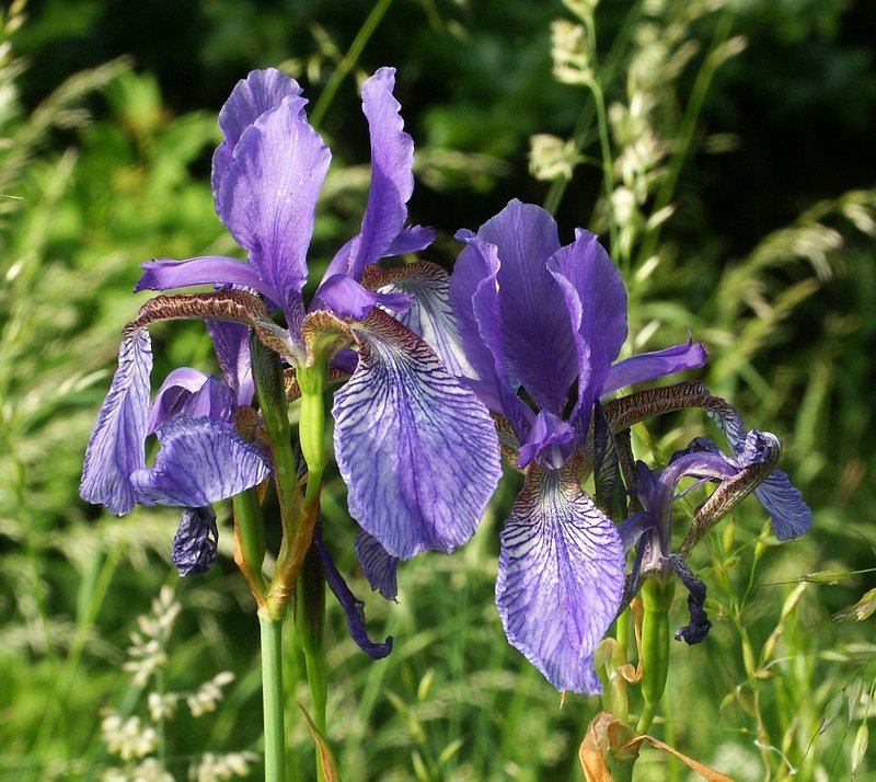 Siberian Iris photo 4