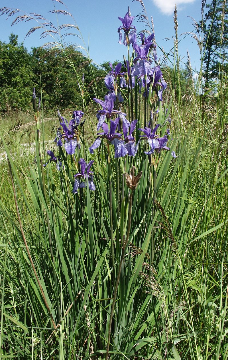 Siberian Iris photo 5