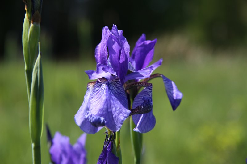 Siberian Iris photo 6