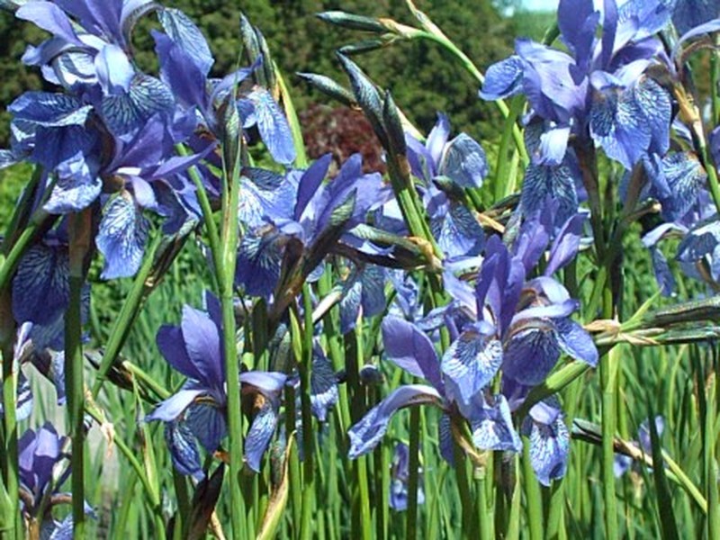 Siberian Iris photo 7