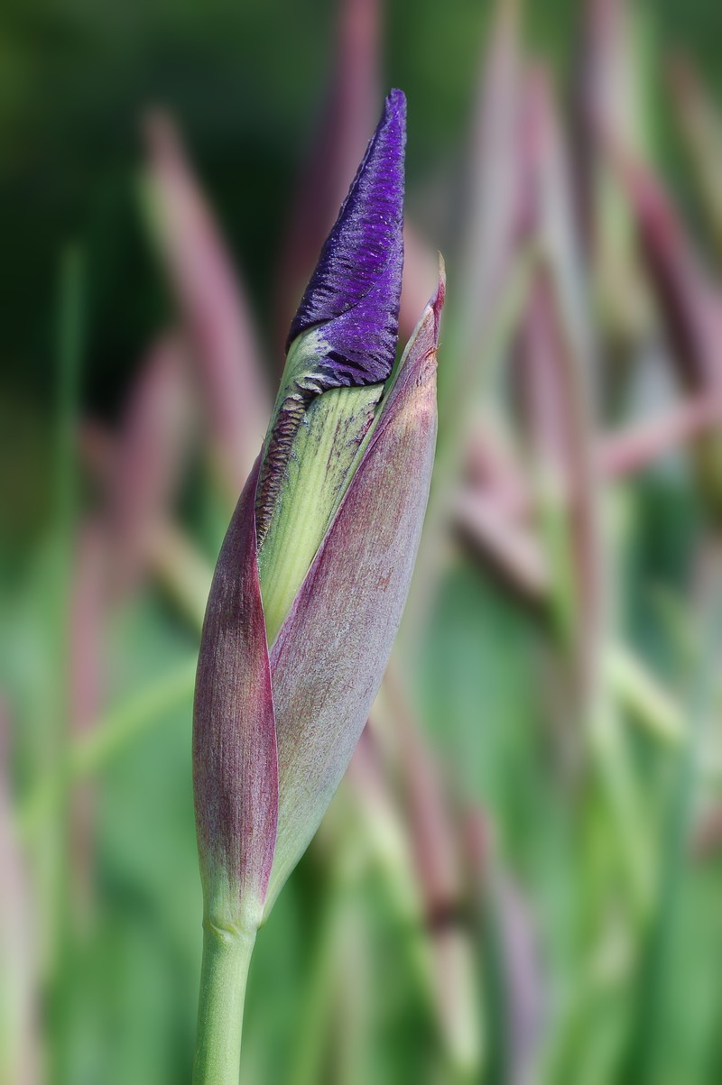 Siberian Iris photo 8