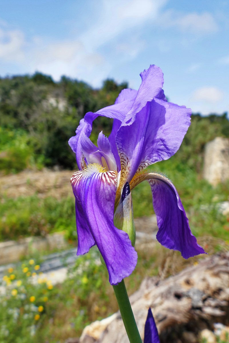 Iris sicula