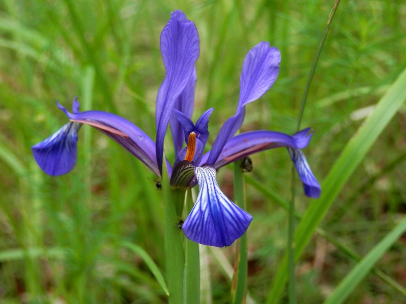 Iris sintenisii