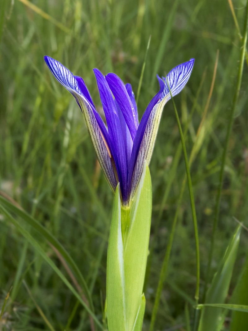 Iris sintenisii photo 2