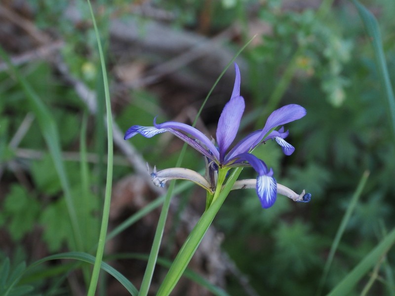 Iris sintenisii photo 3