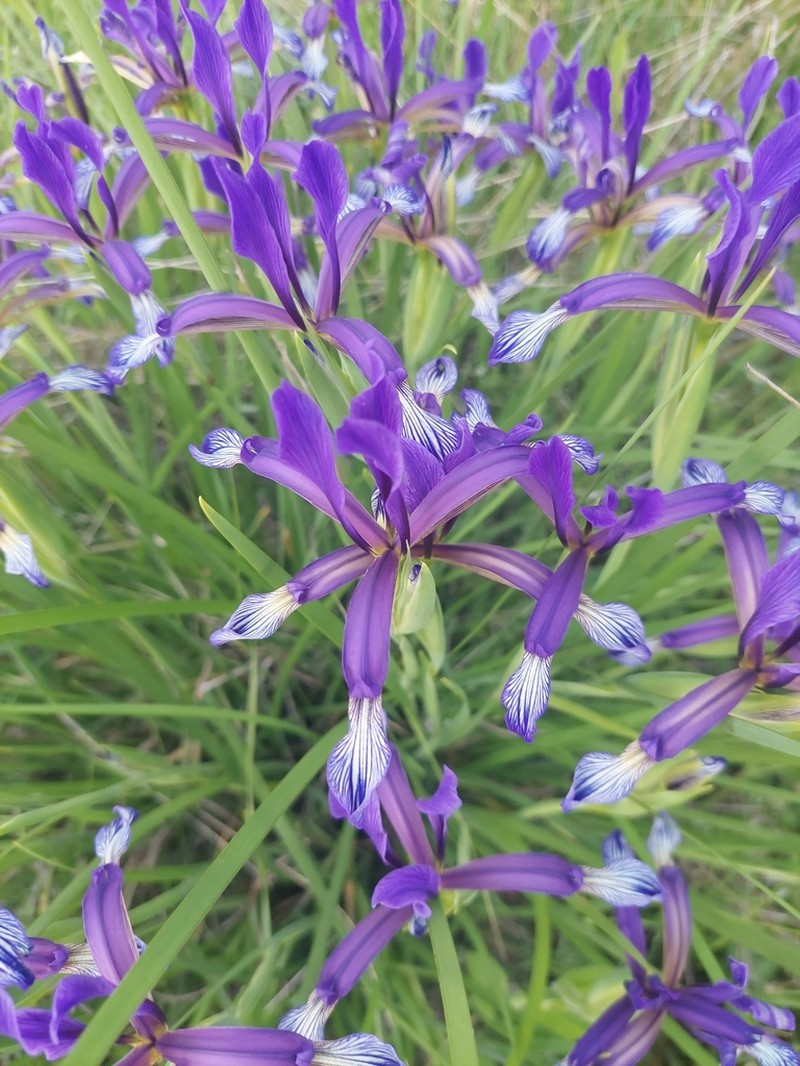 Iris sintenisii photo 4