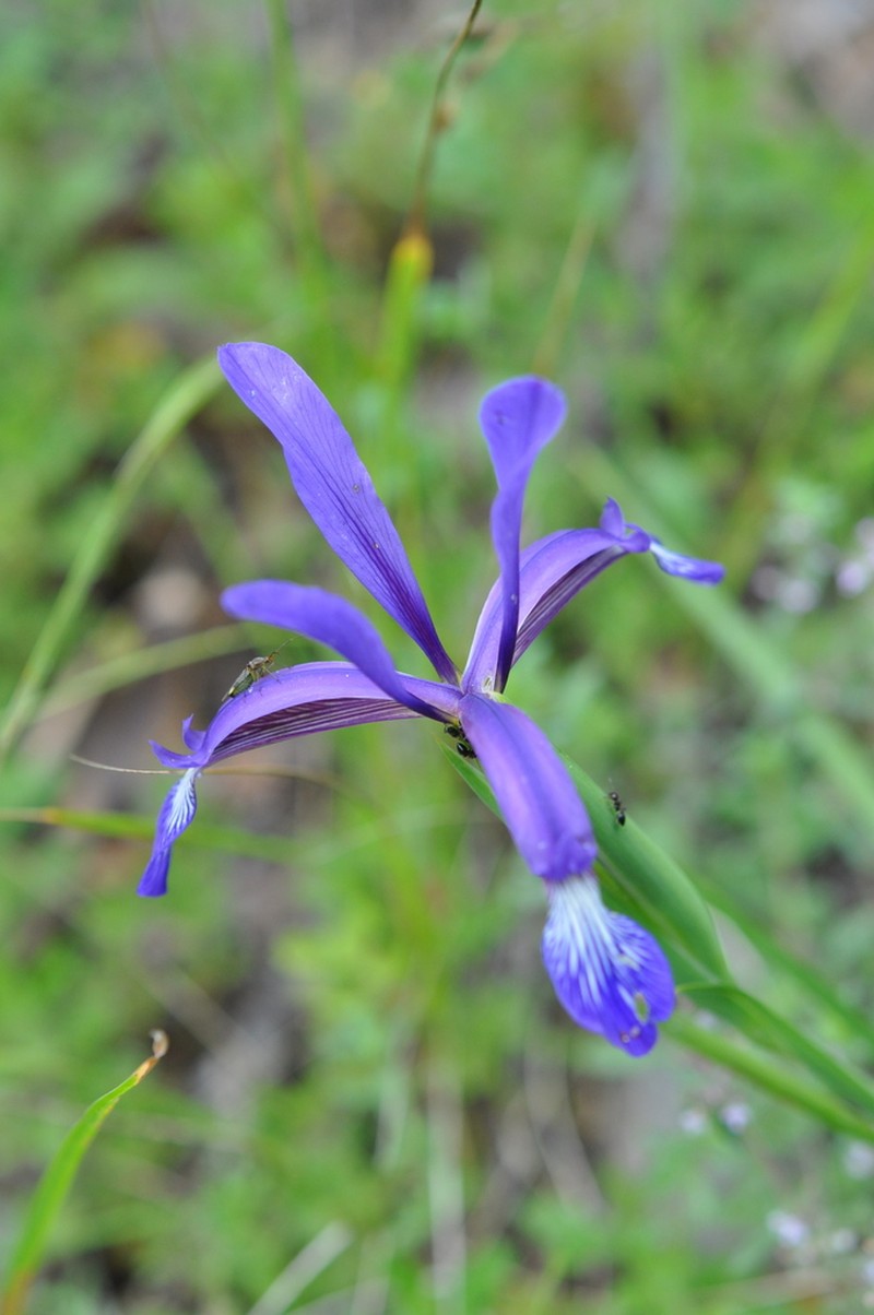 Iris sintenisii photo 5