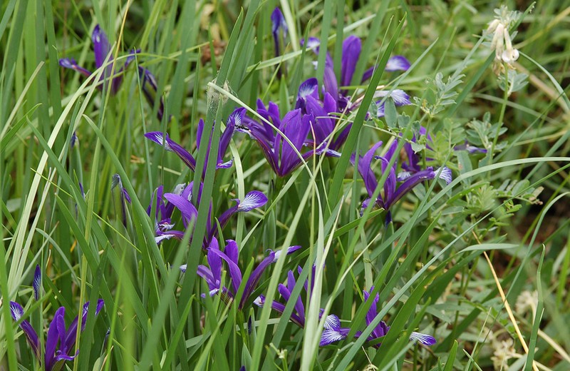 Iris sintenisii photo 6