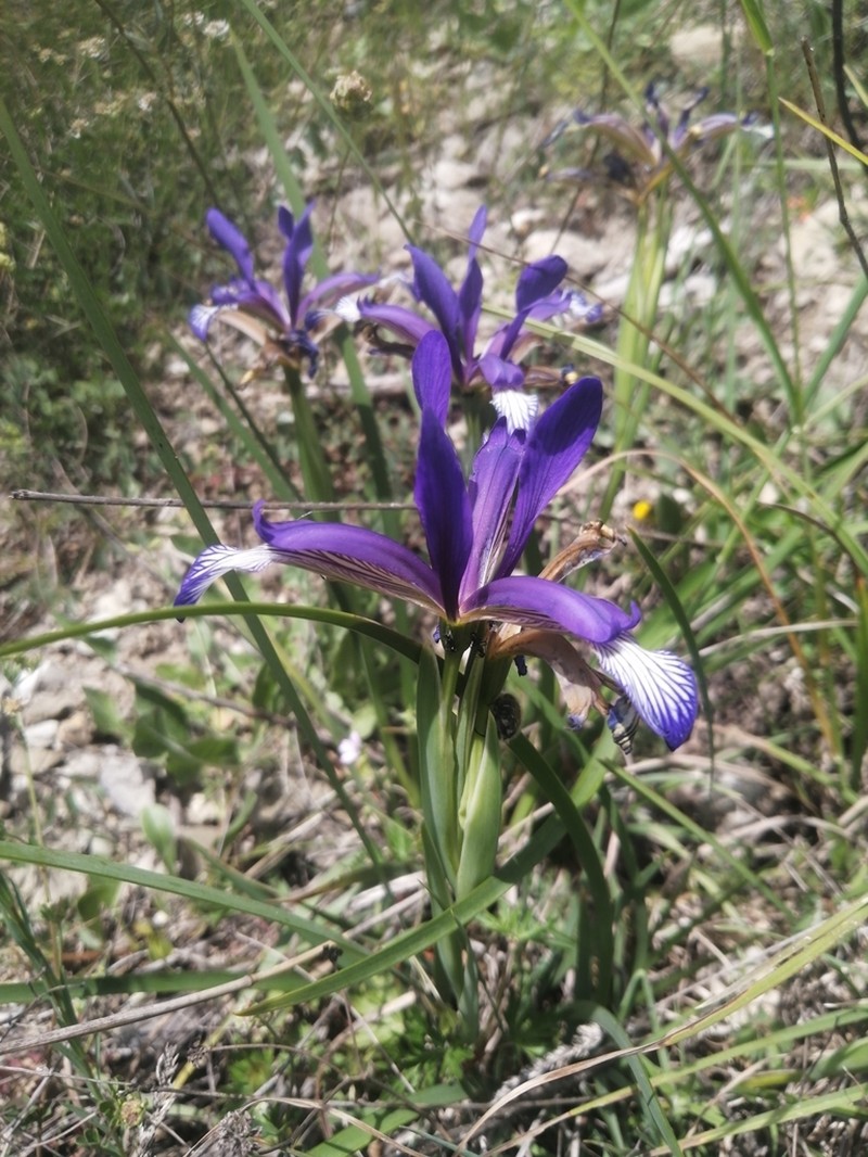 Iris sintenisii photo 7