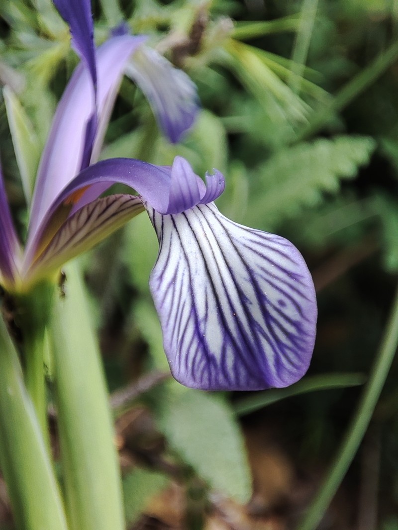 Iris sintenisii photo 8
