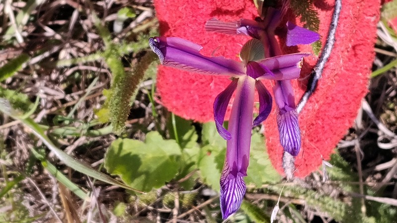Iris sintenisii subsp. brandzae photo 2