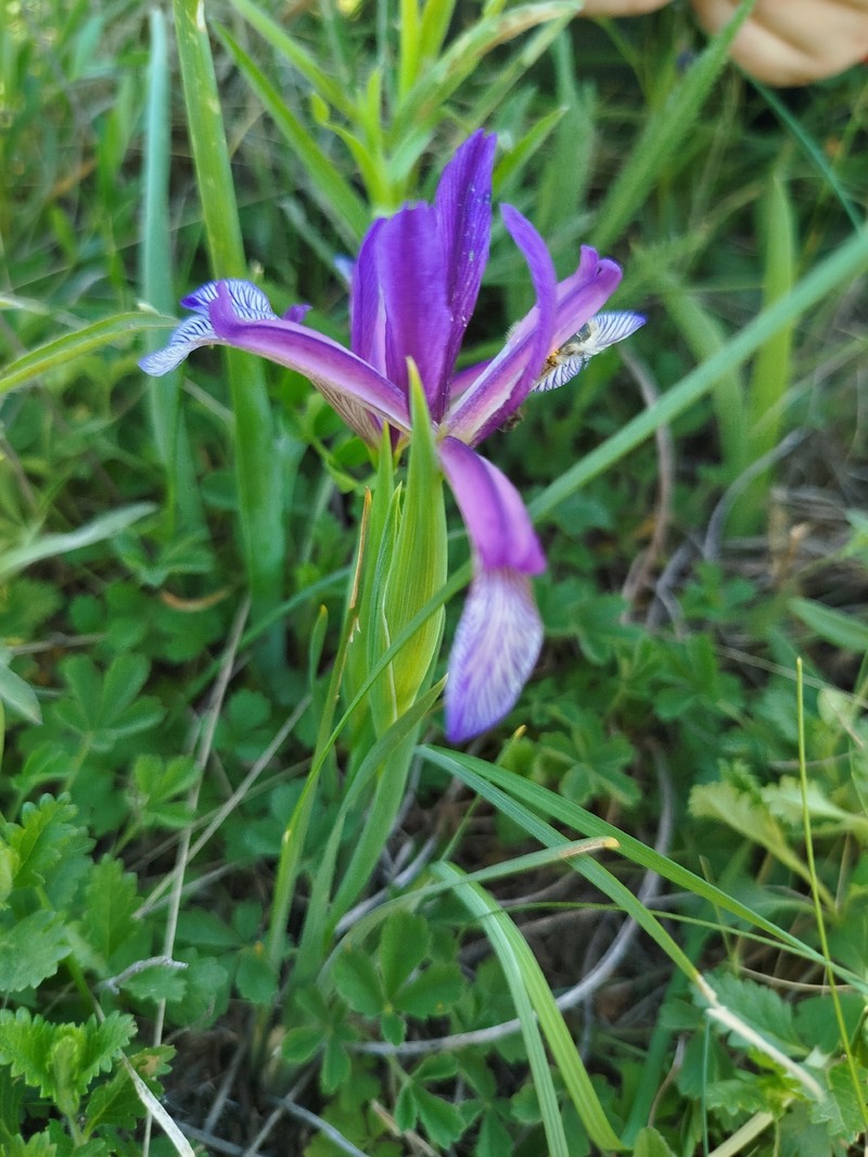 Iris sintenisii subsp. brandzae photo 3