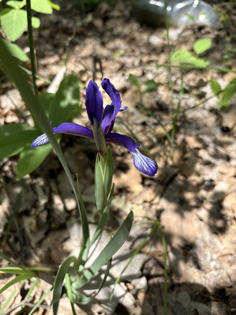 Iris sintenisii subsp. brandzae photo 4