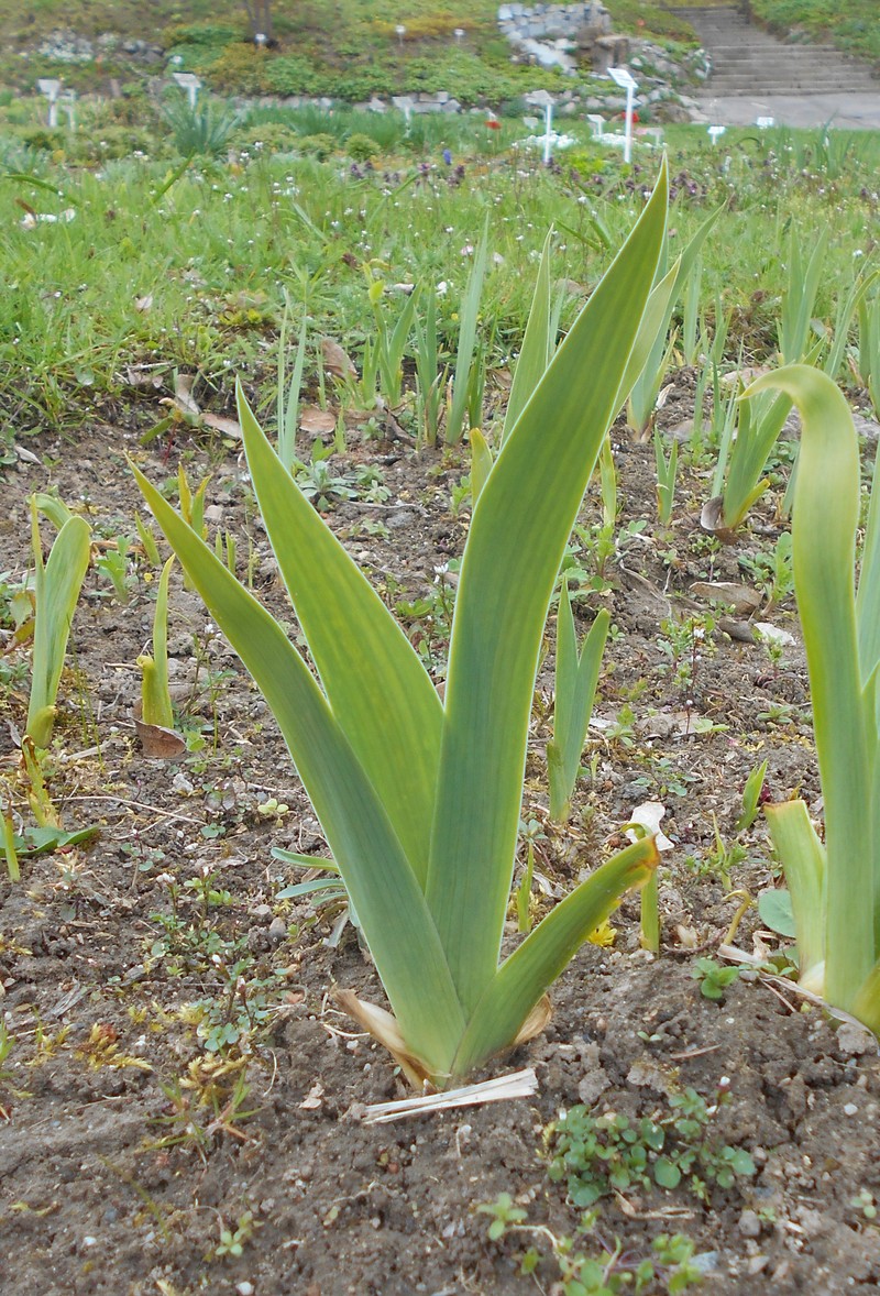 Iris sintenisii subsp. brandzae