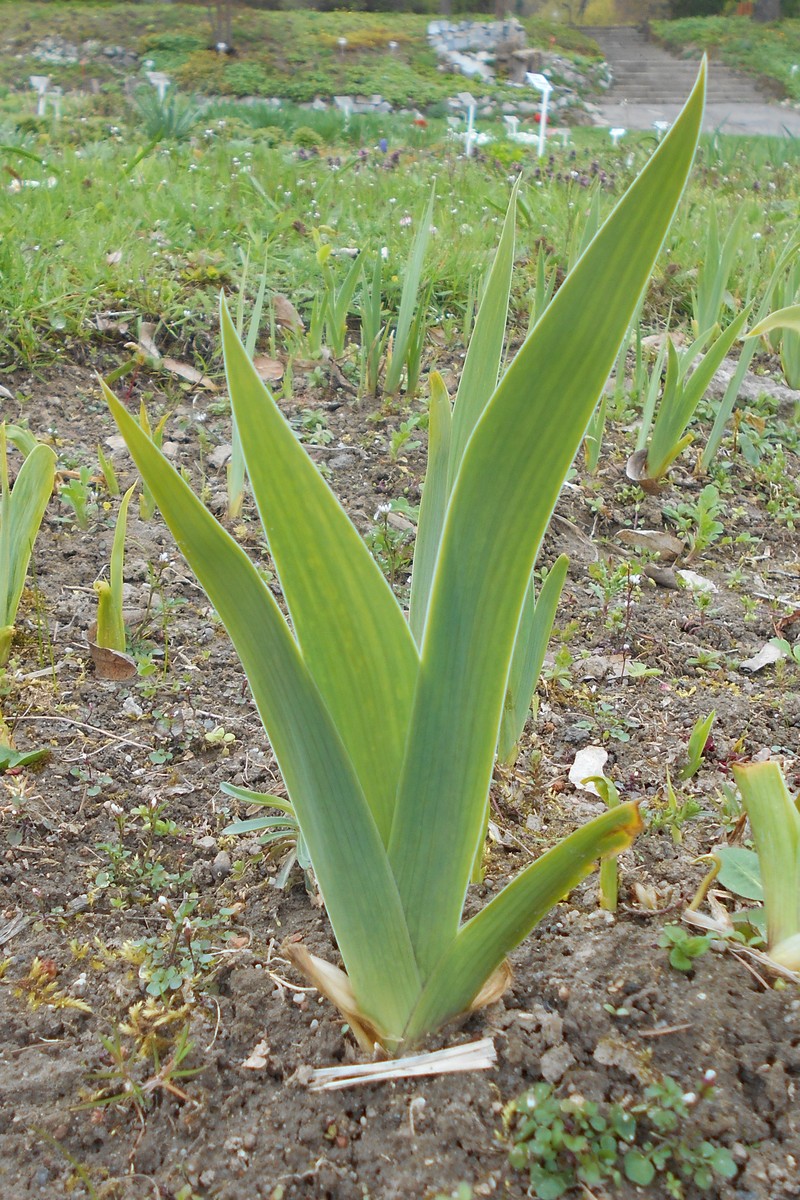 Iris sintenisii subsp. brandzae photo 6