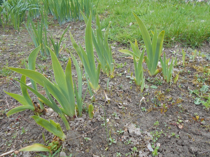 Iris sintenisii subsp. brandzae photo 7