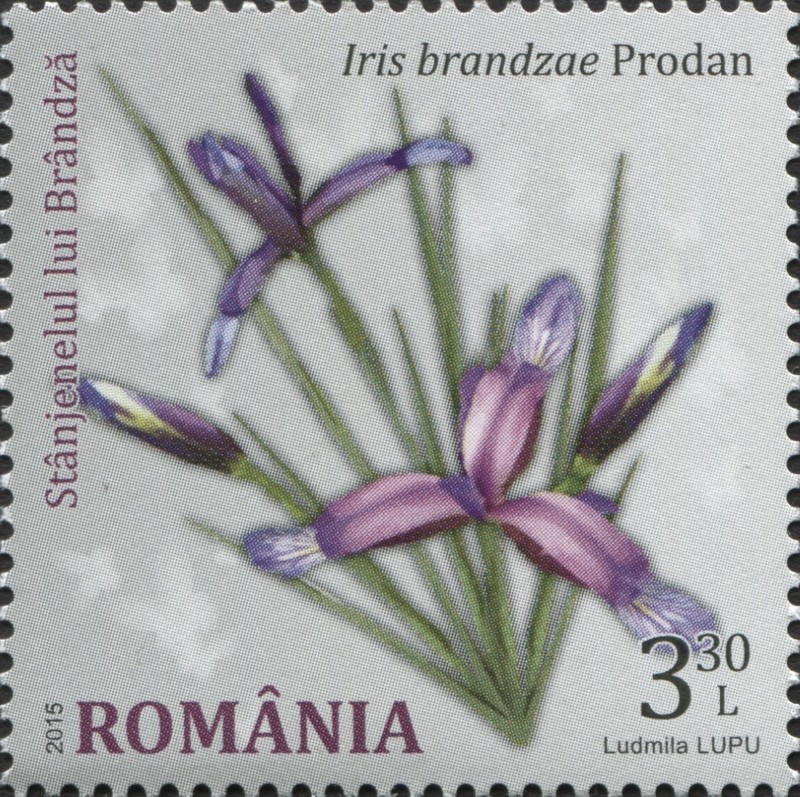 Iris sintenisii subsp. brandzae photo 8