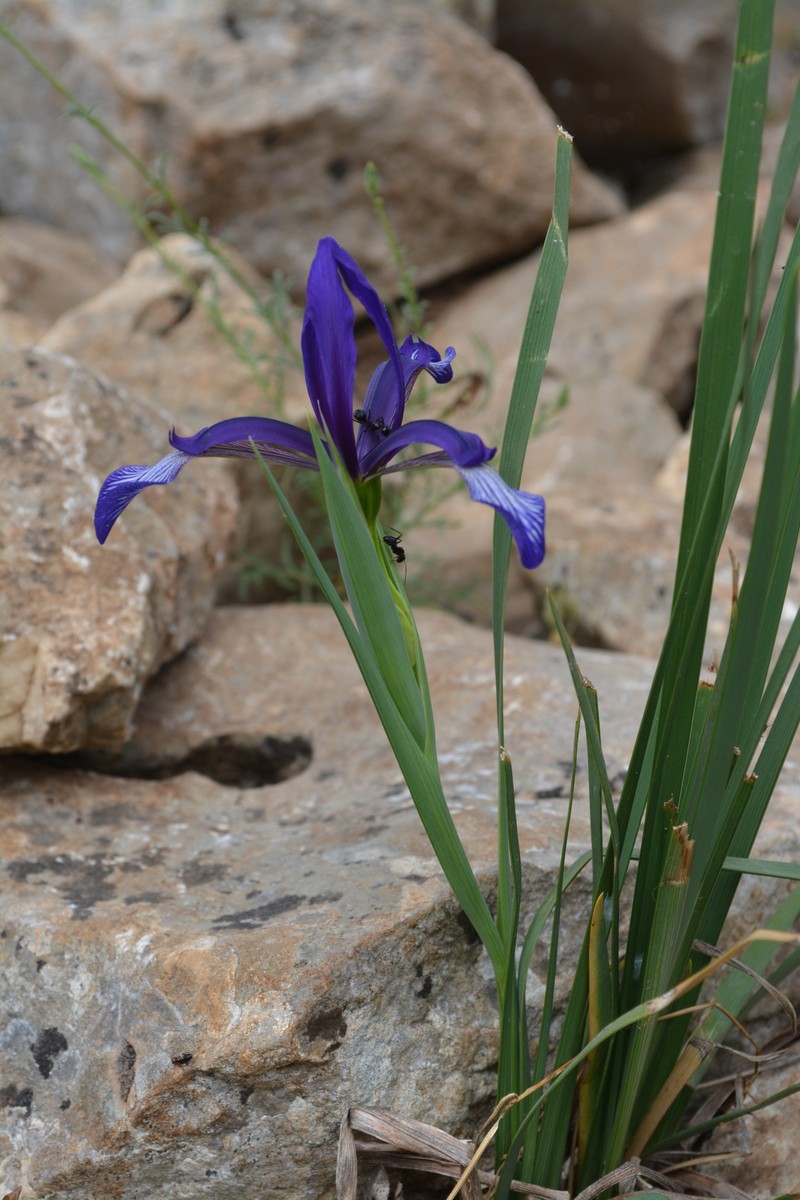 Iris sintenisii subsp. sintenisii