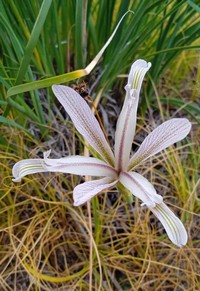 Iris songarica