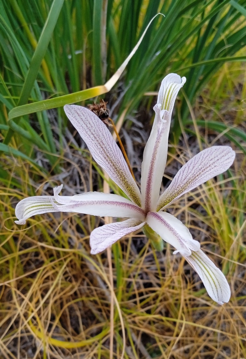 Iris songarica