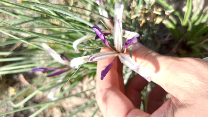 Iris songarica photo 3