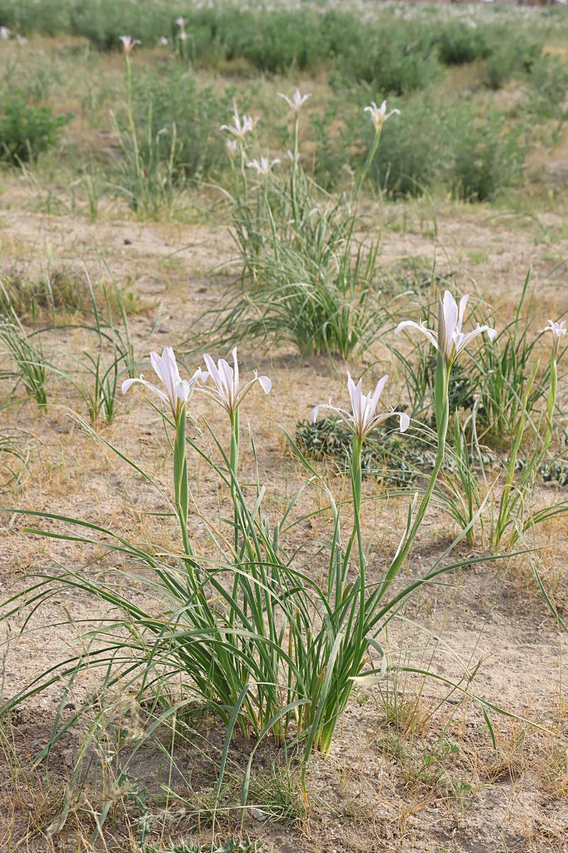 Iris songarica photo 4
