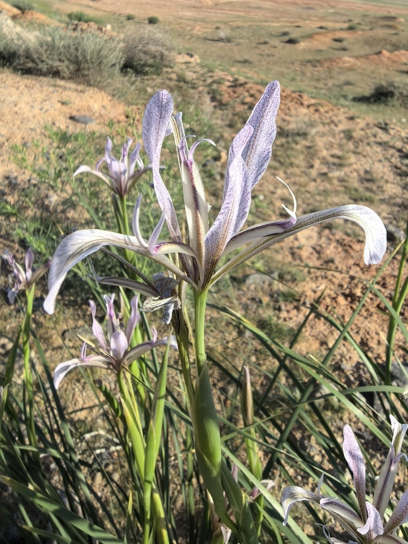 Iris songarica photo 5