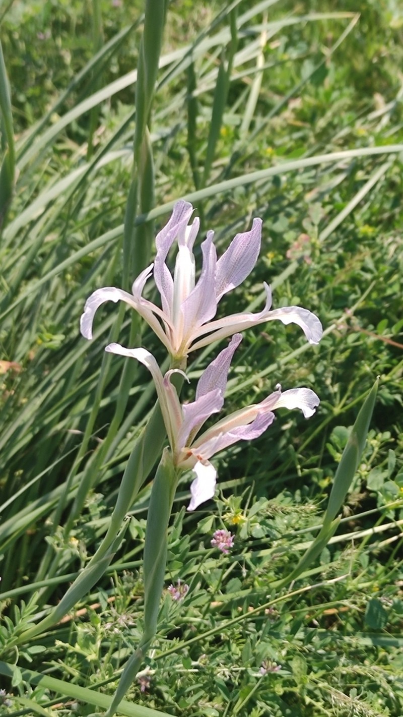 Iris songarica photo 6